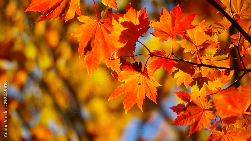 Nature Video Scenario scene close up of colorful maple leaf that is blowing by the wind and maple leaves are changing colors in the autumn with blur colorful bokeh background,Nature concept. Nature Video Scenario scene close up of colorful maple leaf that is blowing by the wind and maple leaves are changing colors in the autumn with blur colorful bokeh background,Nature concept.