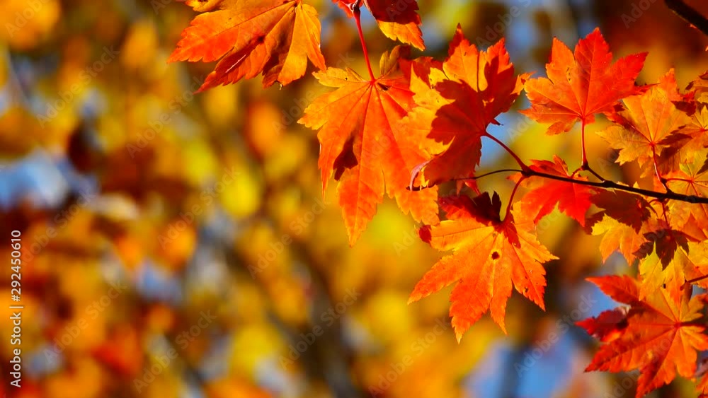 Nature Video Scenario scene close up of colorful maple leaf that is blowing by the wind and maple leaves are changing colors in the autumn with blur colorful bokeh background,Nature concept. Nature Video Scenario scene close up of colorful maple leaf that is blowing by the wind and maple leaves are changing colors in the autumn with blur colorful bokeh background,Nature concept.