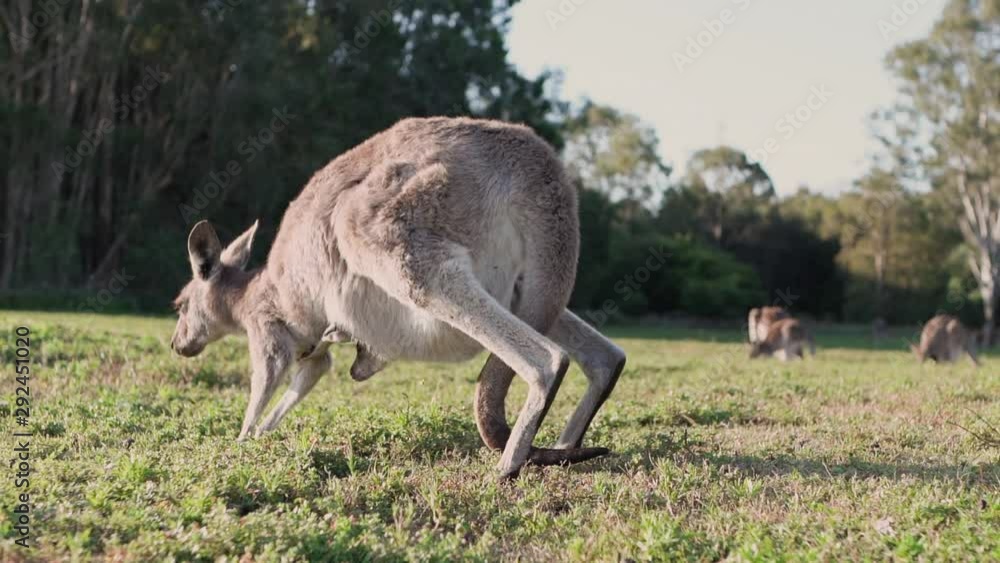 wildlife animal kangaroo baby in mums pouch Australian animal cinematic wildlife animal kangaroo baby in mums pouch Australian animal cinematic