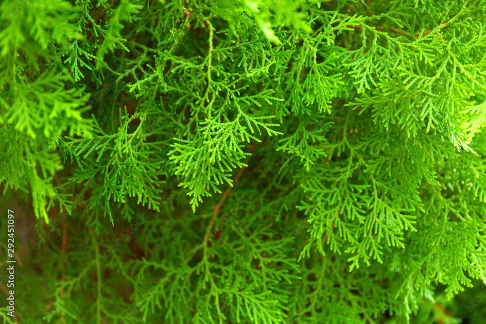 Green thuja branches with needles. Nature Christmas background. Evergreen coniferous tree. Green thuja branches with needles. Nature Christmas background. Evergreen coniferous tree.