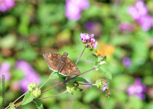 Erynnis tristis, the mournful duskywing, is a species of spread-wing skipper in the butterfly family Hesperiidae, drinking from purple and lavender lantana flowers. Top view. photo