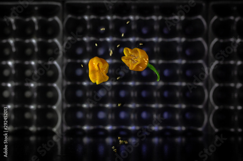 Peppers in motion ,colorful composition of peppers, chili sauce and preserved preserves in bottle and pot.
