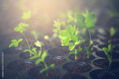 The seedling are growing fr...