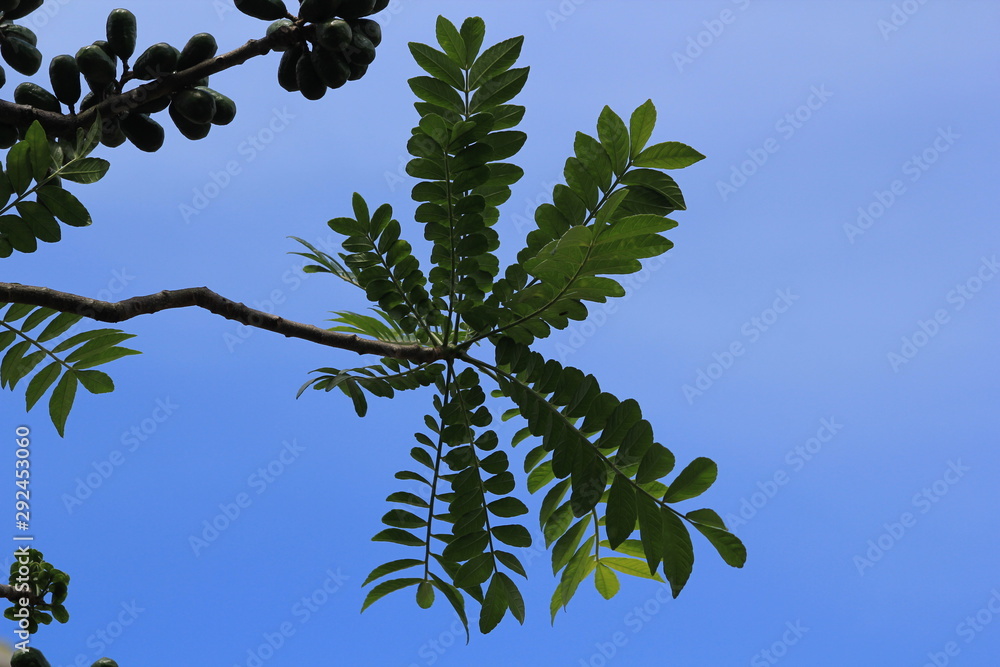 Rama del árbol del tamarindo (Tamarindus indica) foto de Stock | Adobe Stock