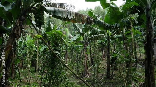 Banana plantation, Uganda, tilt