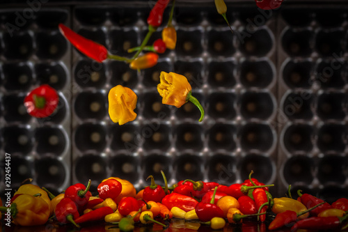 Peppers in motion ,colorful composition of peppers, chili sauce and preserved preserves in bottle and pot.