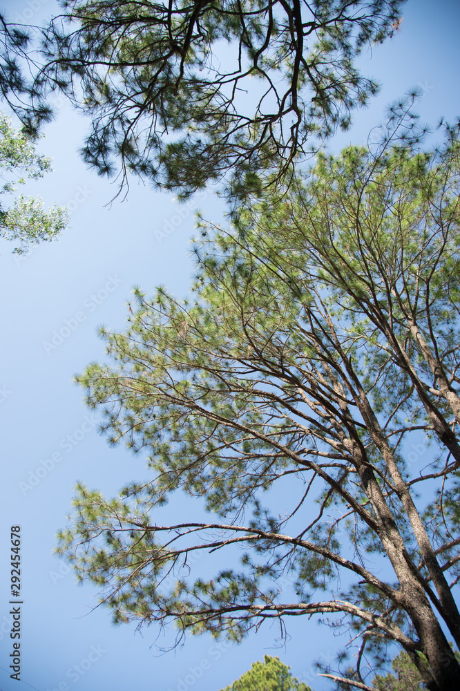 View of pine tree in evening light and shadow of leaves with blue sky background, looking up view