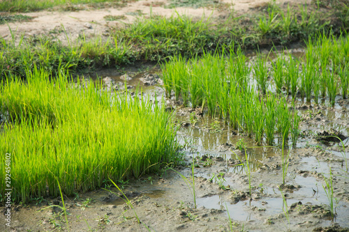 view of small rice plant prepare before planting in rice-farm, Paddy seedlings in the nursery fields.