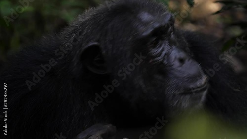 Close-up of the face of a chimpanzee