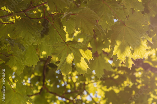 maple tree with leaves in the sun against light in warm beautiful mood
