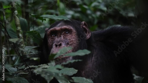Close-up of the face of a chimpanzee