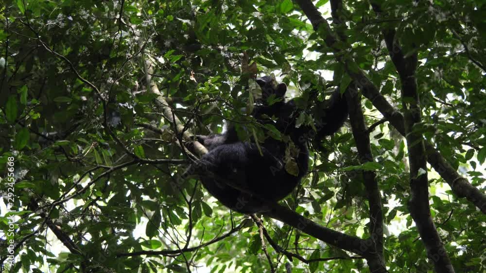 Chimpanzee in a tree, Kibale Forest, Uganda Chimpanzee in a tree, Kibale Forest, Uganda