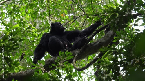 Chimpanzee with an erect penis, 4k. photo