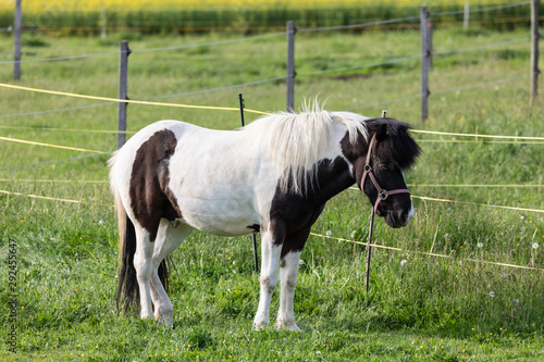 brown-white pinto pony stands on a green meadow with an electric fence in the background
