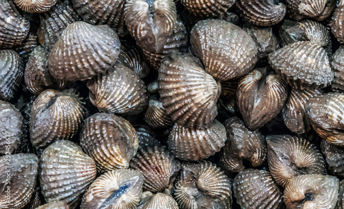 shellfish conch scallop seashell shell mussel oyster