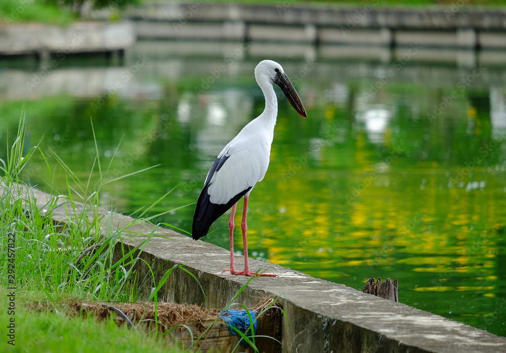 Naklejka premium Open-billed stork in the park.