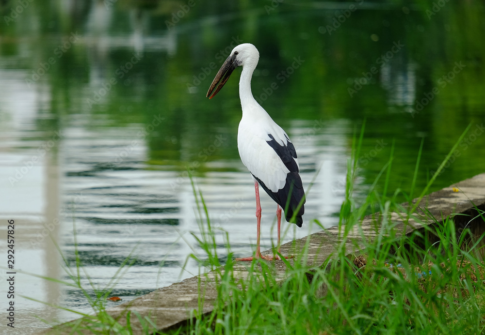 Fototapeta premium Open-billed stork in the park.