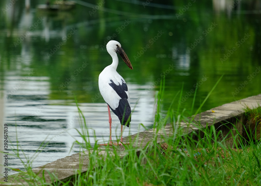 Open-billed stork in the park. Open-billed stork in the park.