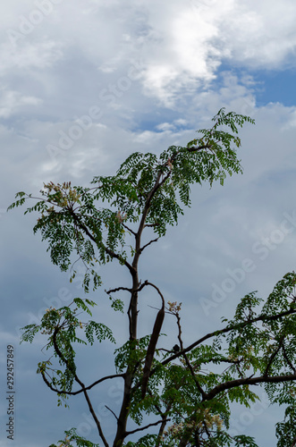 Moringa Oleifera Against Sky