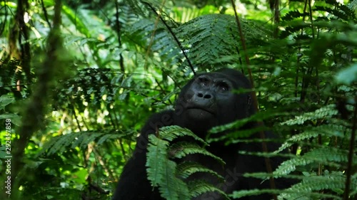 Silverback mountain gorilla, Bwindi, Uganda