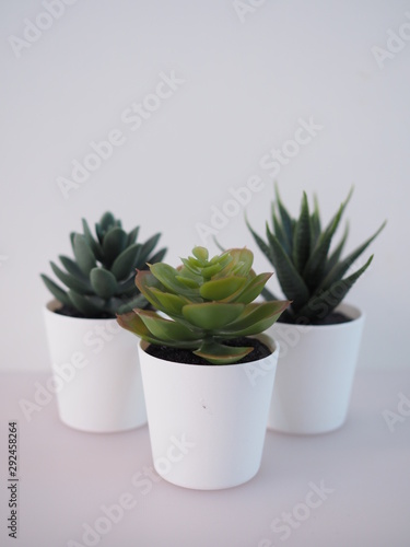 house plants with cactus in white pots. © kittima