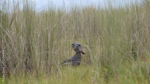 Shoebill bird (Balaeniceps rex) in Mabamba swamp, Uganda, 4k.