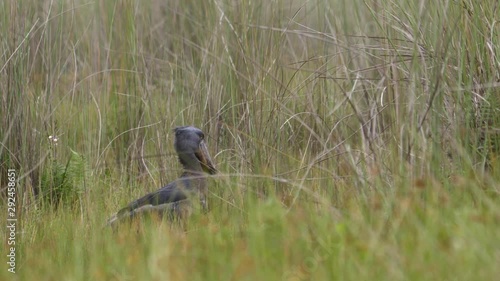 Shoebill bird (Balaeniceps rex) in Mabamba swamp, Uganda.