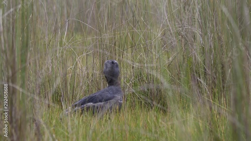 Shoebill bird (Balaeniceps rex) in Mabamba swamp, Uganda. 4k.