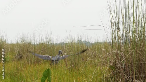 Shoebill bird (Balaeniceps rex) in Mabamba swamp, Uganda. photo
