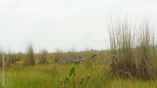 Shoebill bird (Balaeniceps rex) flying away, in the Mabamba swamp, Uganda, 4k.