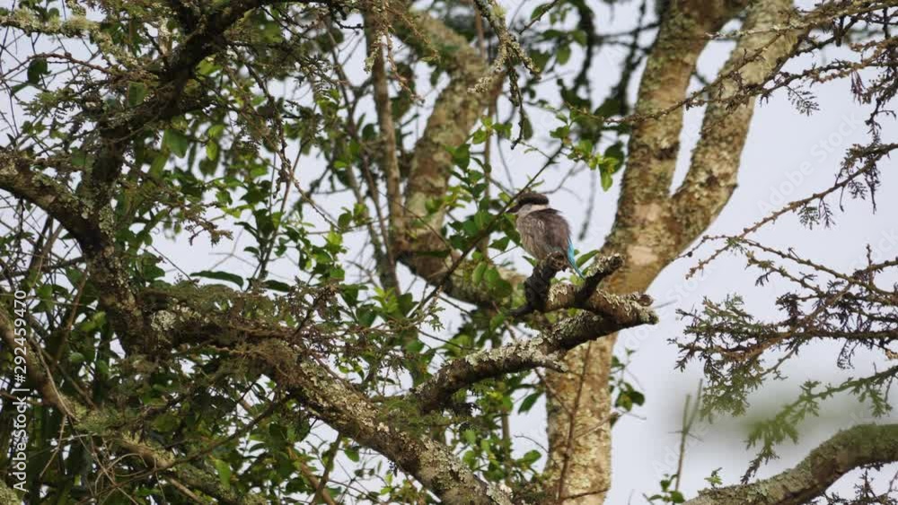 Striped kingfisher - Halcyon chelicuti