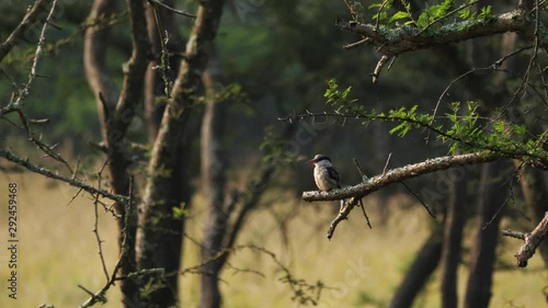 Striped kingfisher - Halcyon chelicuti