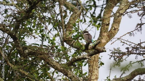 Striped kingfisher - Halcyon chelicuti