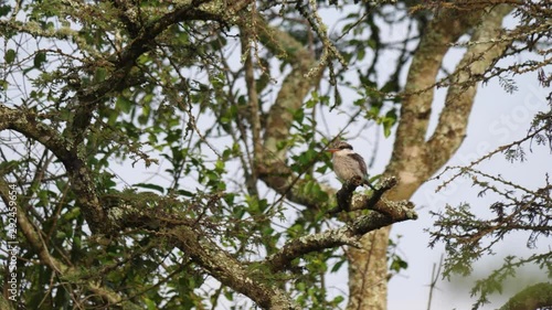 Striped kingfisher - Halcyon chelicuti