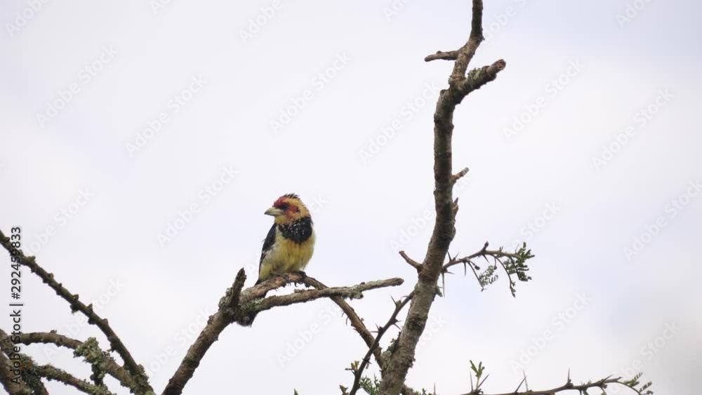 Crested barbet - Trachyphonus vaillantii Crested barbet - Trachyphonus vaillantii