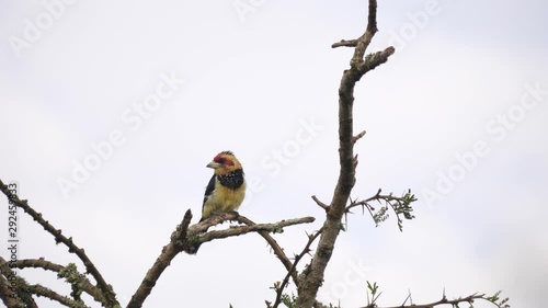 Crested barbet - Trachyphonus vaillantii