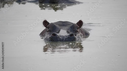 Hippo almost under water