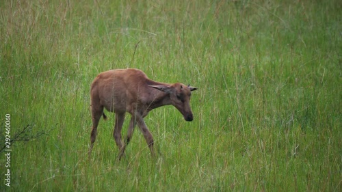 Topi antelope calf, Uganda