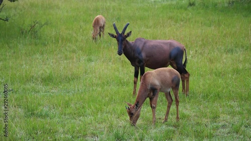 Topi antelope calf grazing, Uganda
