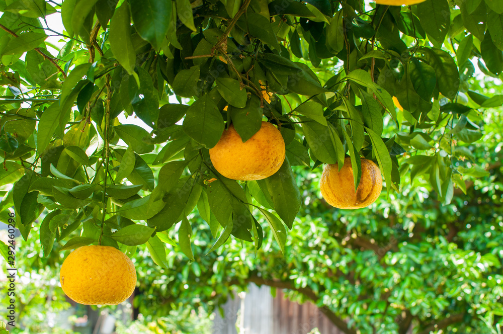 Japanese citrus fruits on tree
