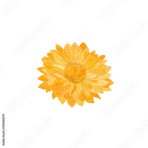 Fototapeta Naklejka Na Ścianę i Meble -  orange calendula  flower isolated on white background