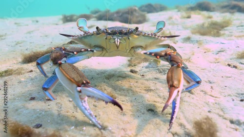 A funny, feisty Blue Crab (Callinectes sapidus) attacks his reflection in the underwater camera's dome port. The Blue Crab is economically important along the east coast of the U.S. photo