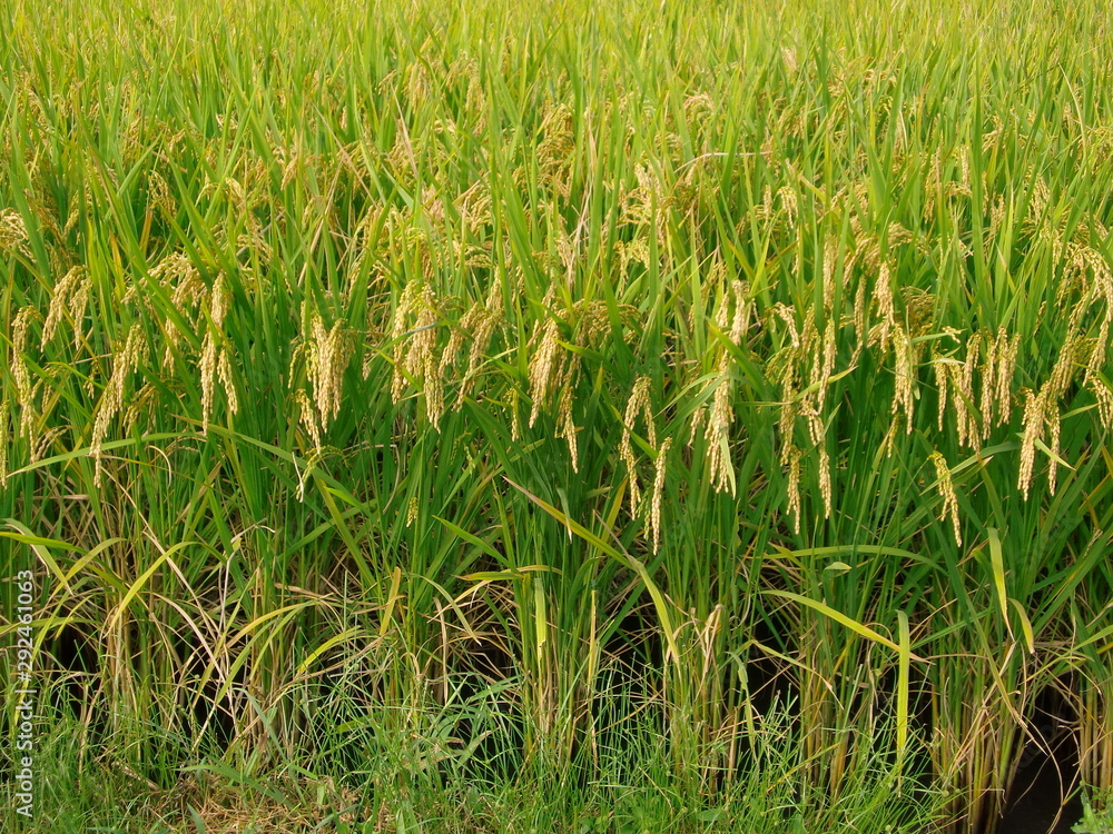 Fototapeta premium 水田