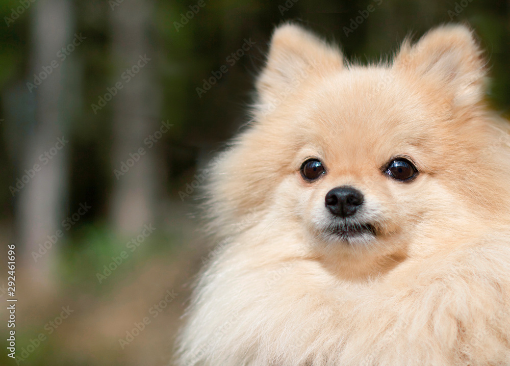 Close up portrait of cute fluffy miniature Pomeranian Spitz dog. Sad pensive puppy outdoor in the park. Copy space. Thoughtful animal.