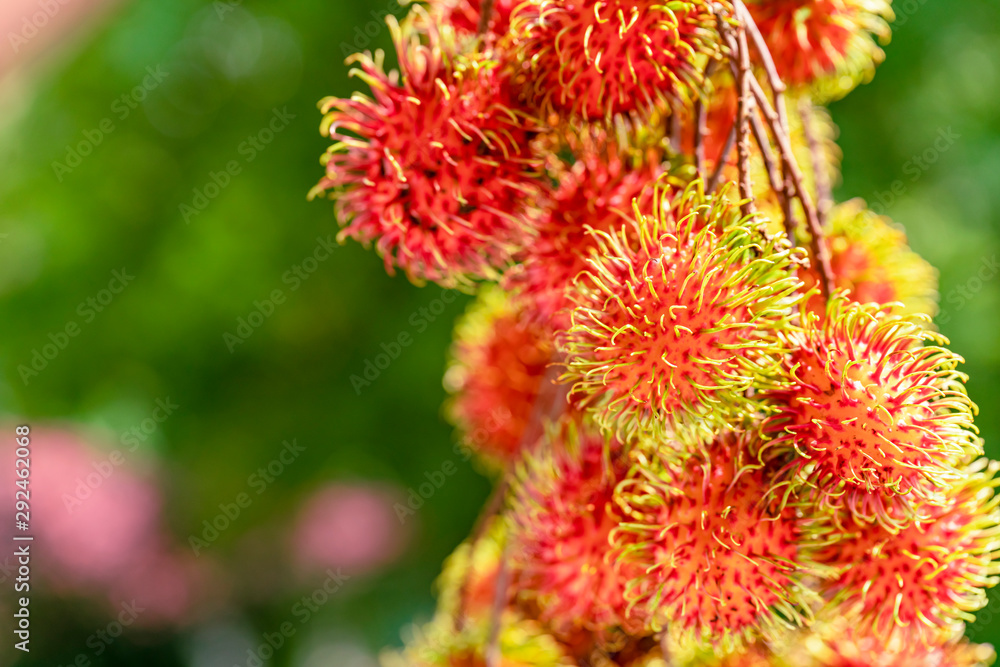 Great close-up of ripe rambutan fruits (Nephelium lappaceum) hanging on a tree Great close-up of ripe rambutan fruits (Nephelium lappaceum) hanging on a tree