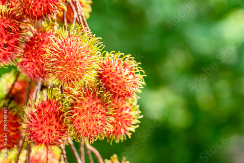 Great close-up of ripe rambutan fruits (Nephelium lappaceum) hanging on a tree
