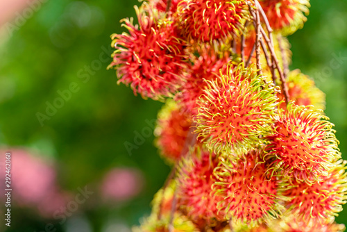 Great close-up of ripe rambutan fruits (Nephelium lappaceum) hanging on a tree © ณัฐวุฒิ เงินสันเทียะ