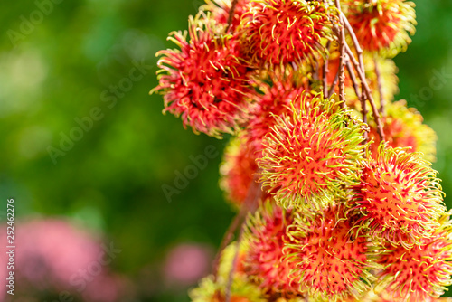 Rambutan ripe on the branches of rambutan trees