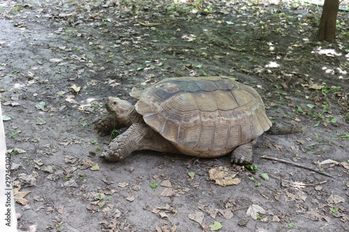 A huge giant tortoise crawls about its business