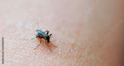 Mosquitoes bite their arms © ณัฐวุฒิ เงินสันเทียะ